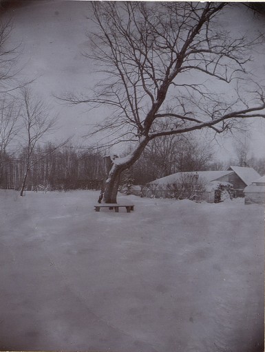 «Дерево бедных»